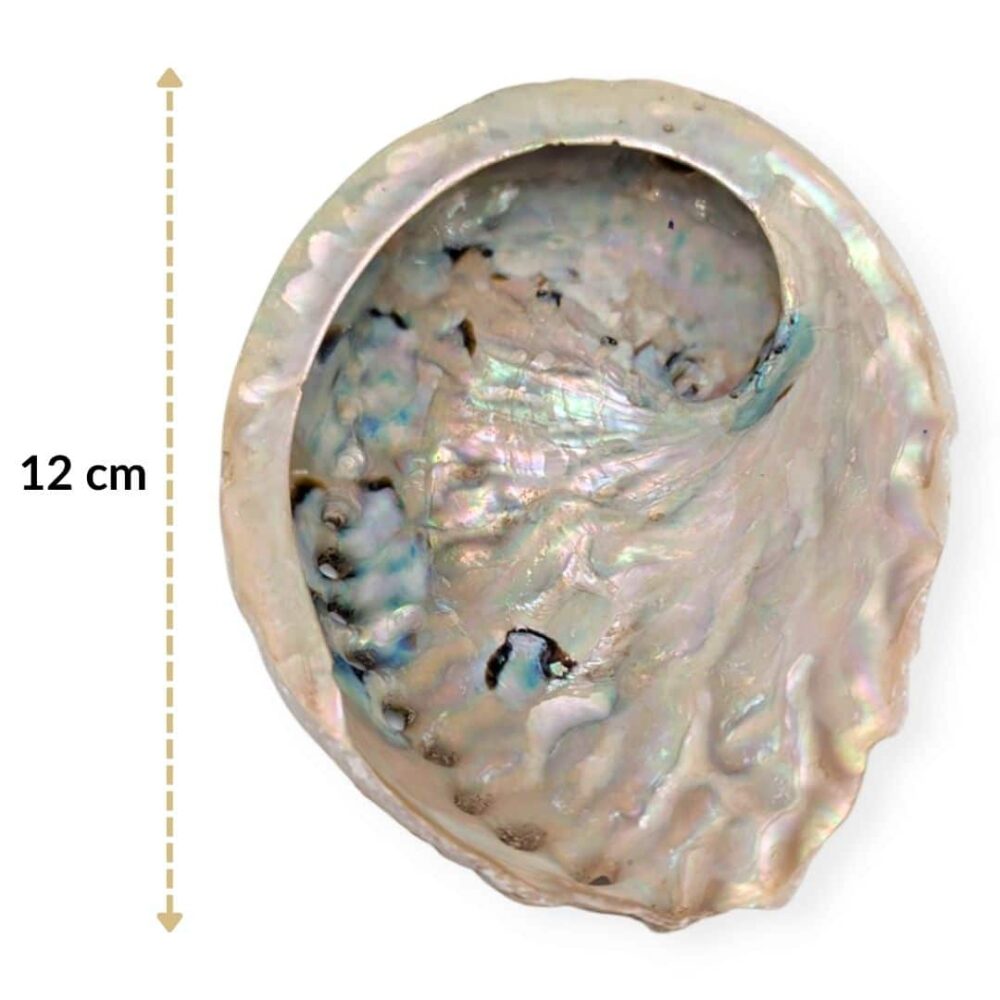 coquille d'ormeau