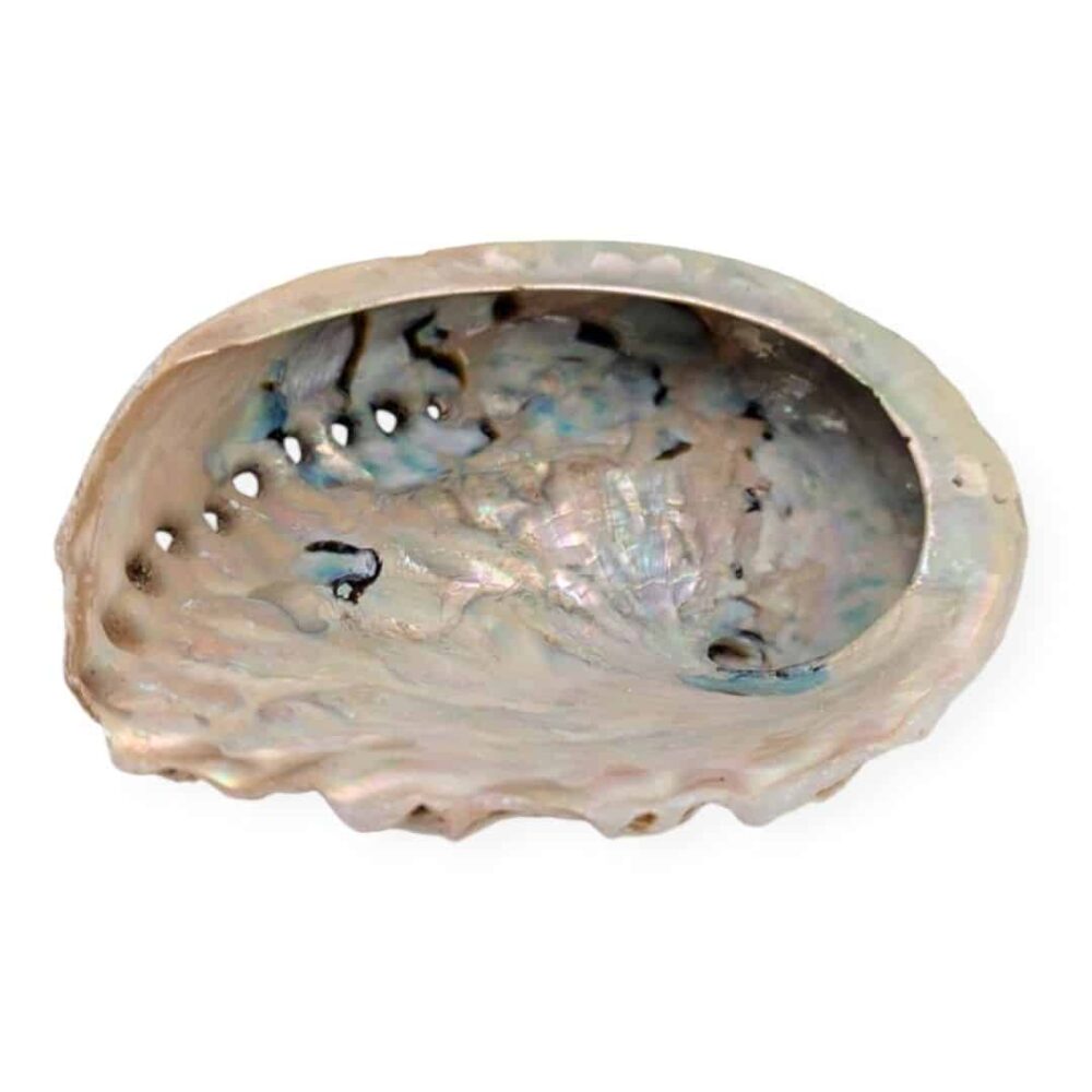 coquille d'ormeau