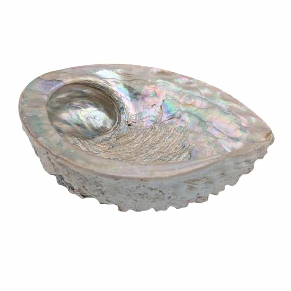 grande coquille d'ormeau