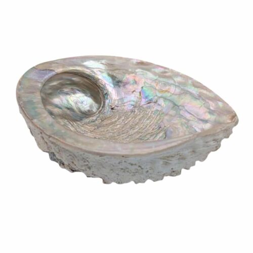 grande coquille d'ormeau