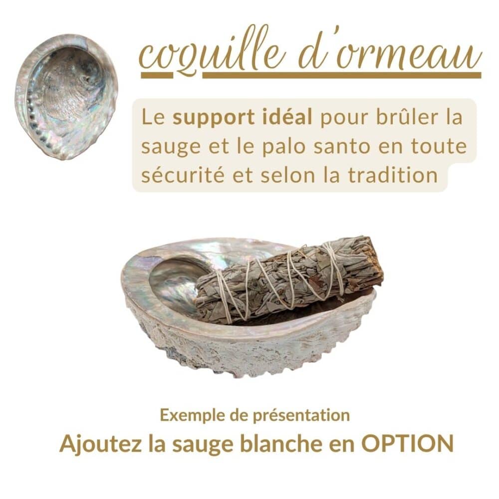 grande coquille d'ormeau