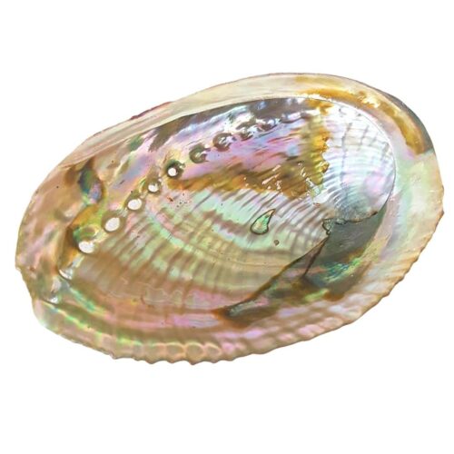 Coquille d’Ormeau Haliotis