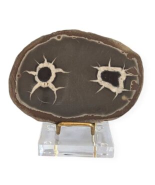 nodule septaria n°1