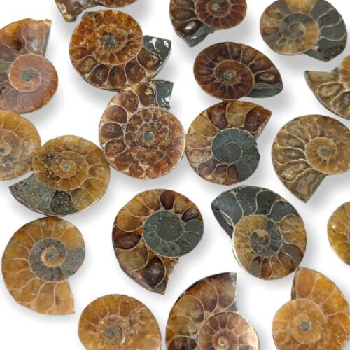 Mini Ammonite fossilisée