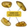 ambre avec insecte