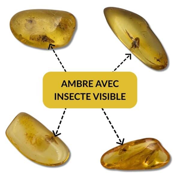 ambre avec insecte