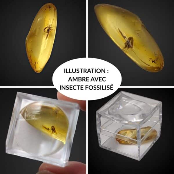 ambre avec insecte