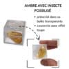 ambre avec insecte