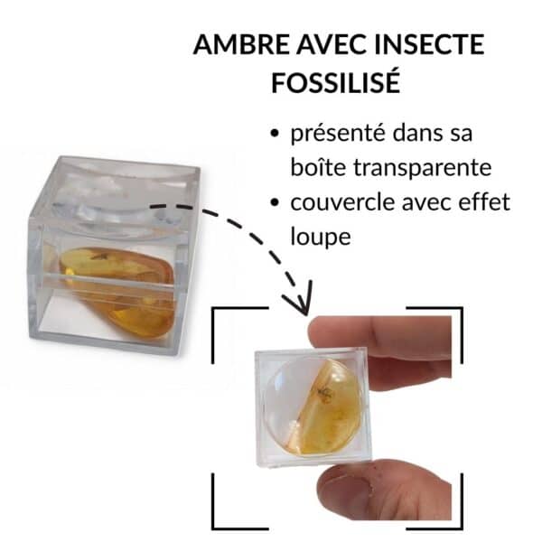 ambre avec insecte