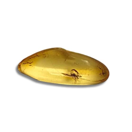 ambre avec insecte