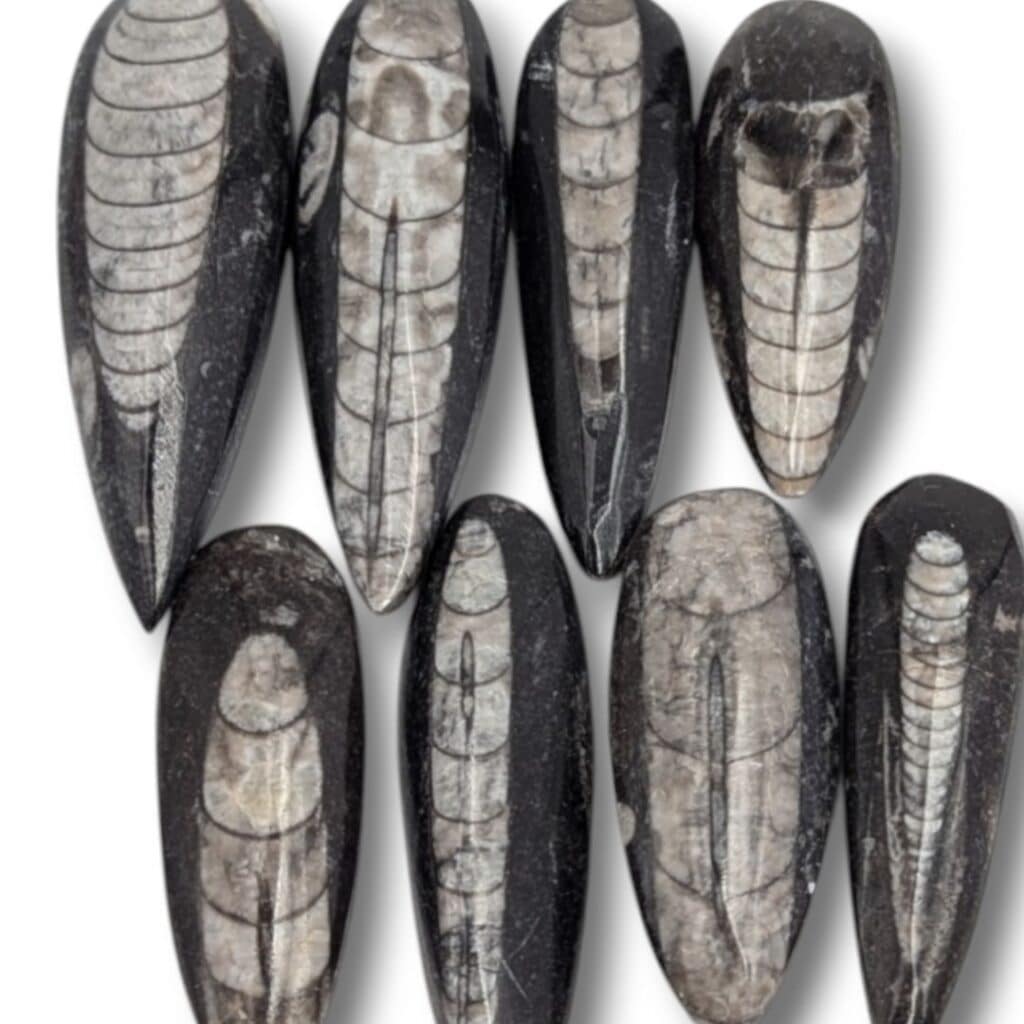 Orthoceras