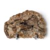 tranche-bois-fossilise-10-15cm