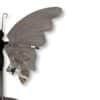Détail des dessins naturels sur l'aile droite du papillon en agate grise