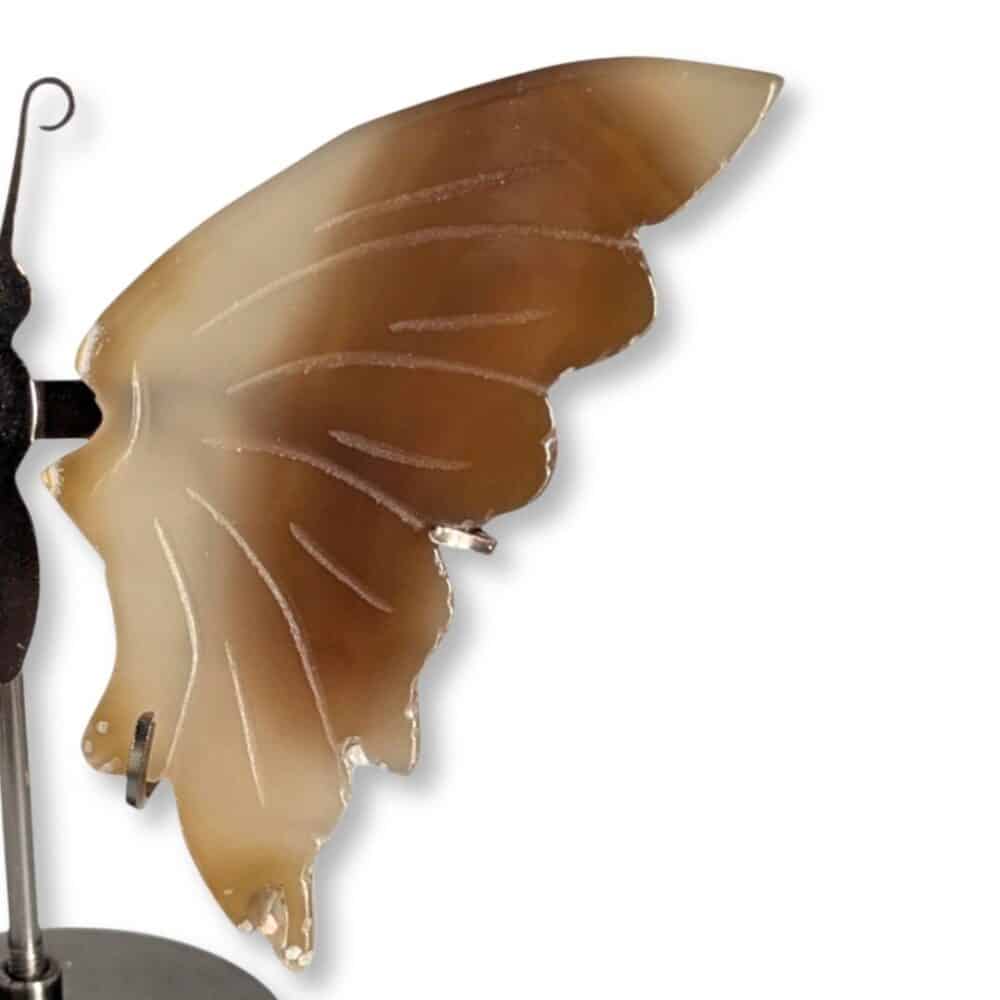 Gros plan sur les nuances de l'aile droite du papillon en agate marron