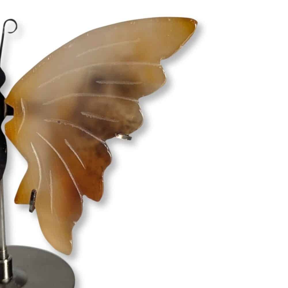 Gros plan sur les nuances de l'aile droite du papillon en agate marron