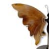 Vue de biais du papillon en agate marron montrant le relief de ses ailes