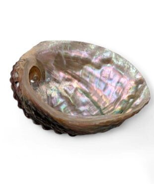 petite coquille d'ormeau