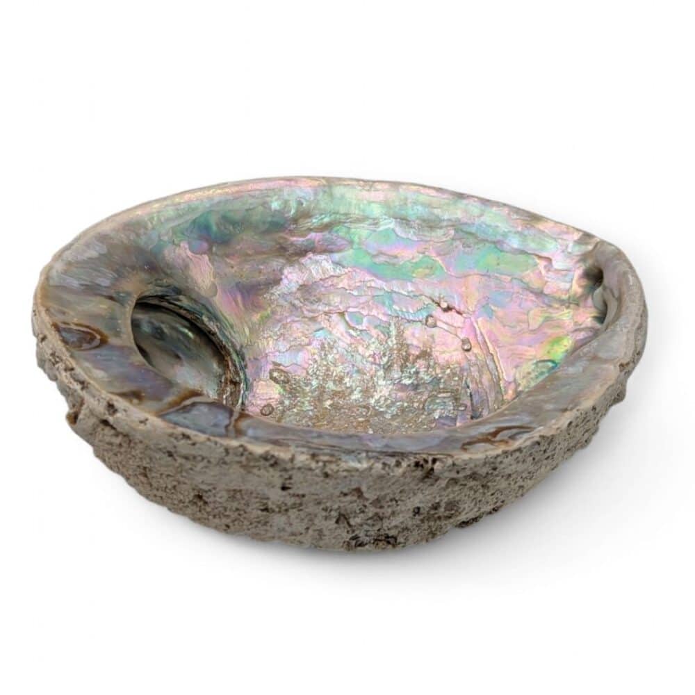 grande coquille d'ormeau