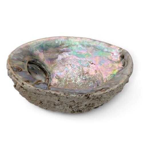 grande coquille d'ormeau