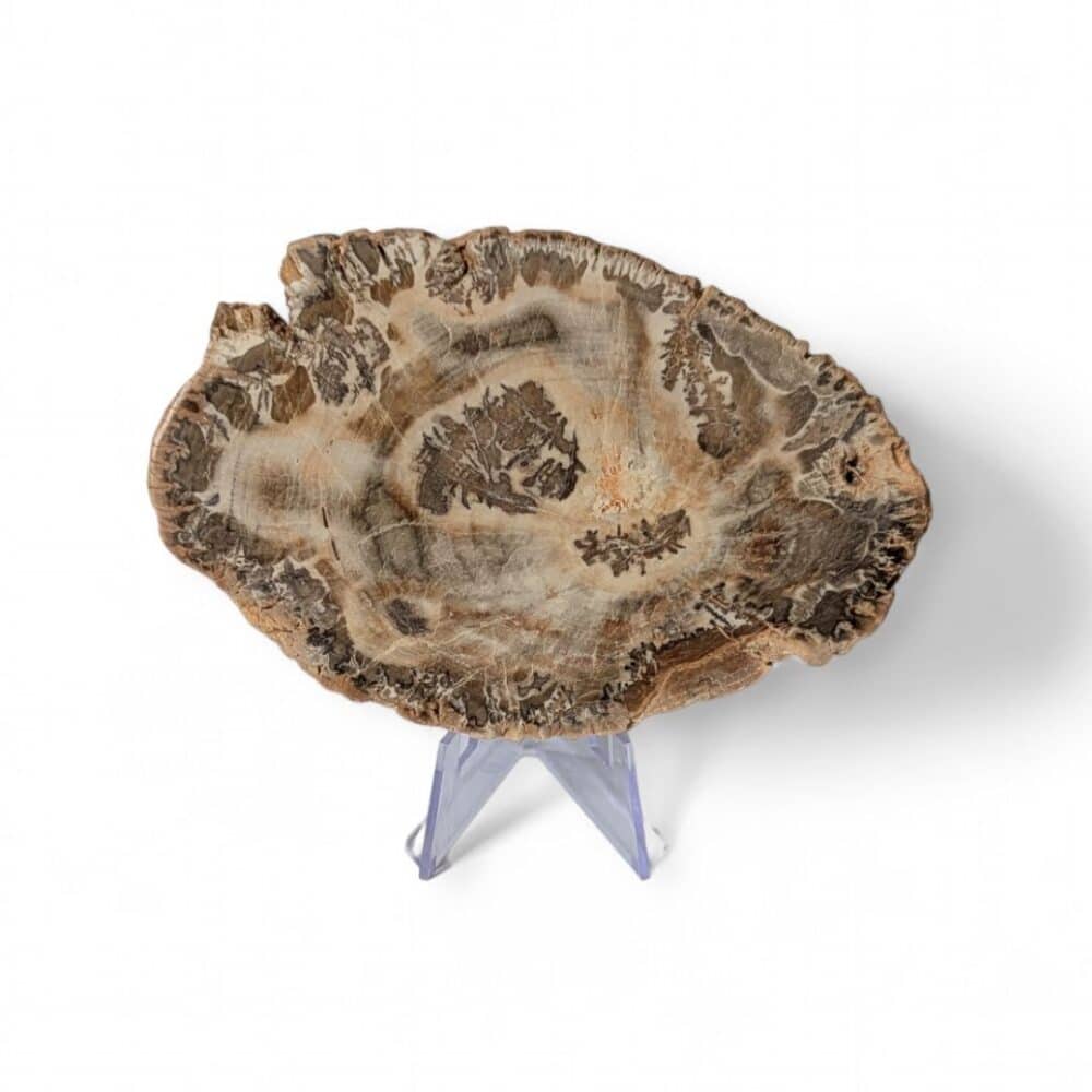 bois fossilisé 12x8cm