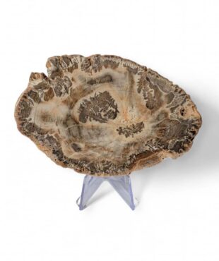 bois fossilisé 12x8cm