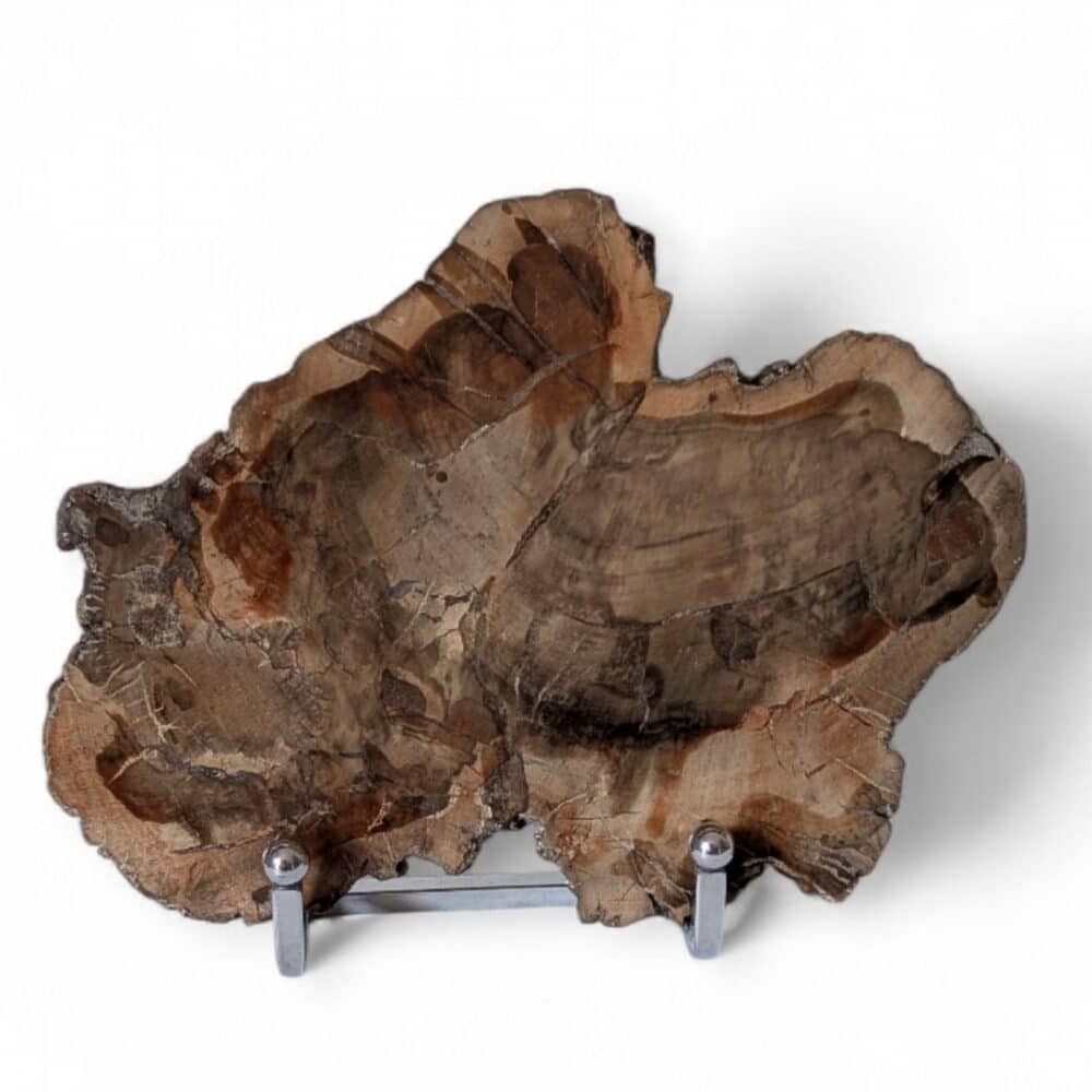 bois fossilisé tranche