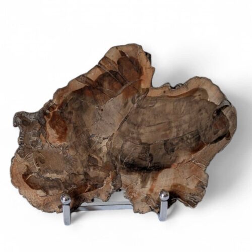 bois fossilisé tranche