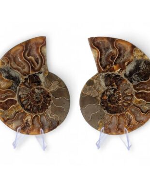 ammonite fossile 11cm