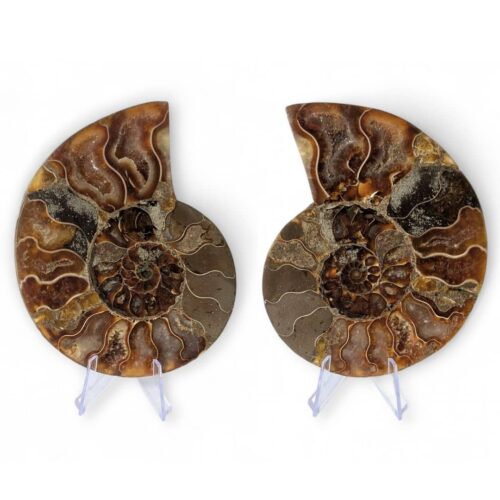 ammonite fossile 11cm