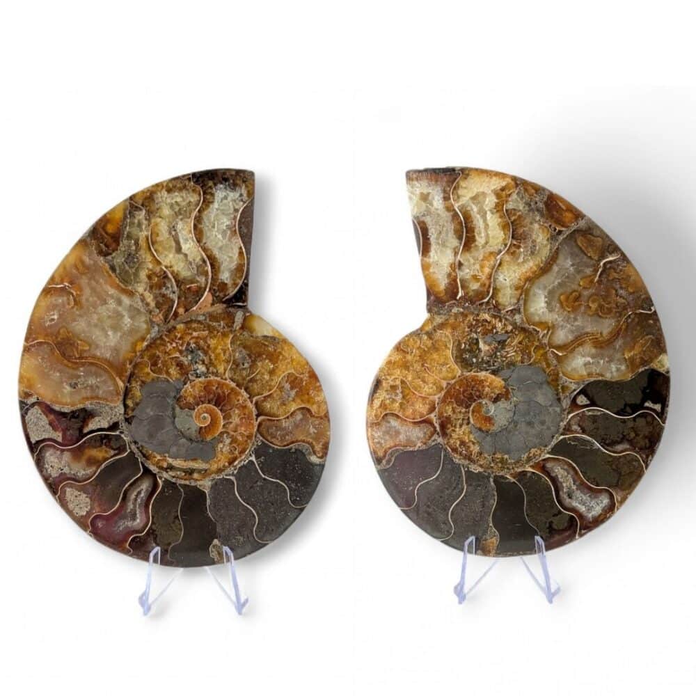 ammonite fossile 15cm