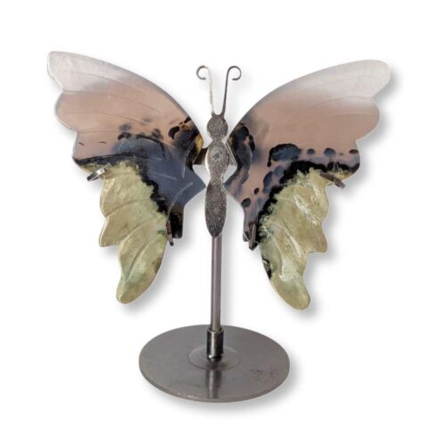 papillon agate grise