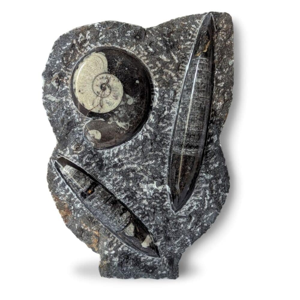 plaque orthocéras goniatite