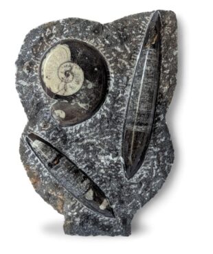 plaque orthocéras goniatite