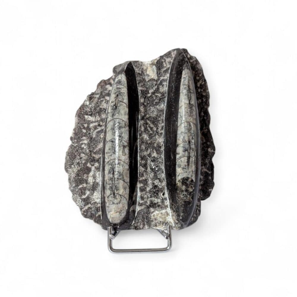 plaque orthocéras 10X8cm