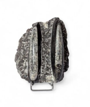 plaque orthocéras 10X8cm