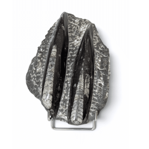 Plaque Orthocéras 16*11cm