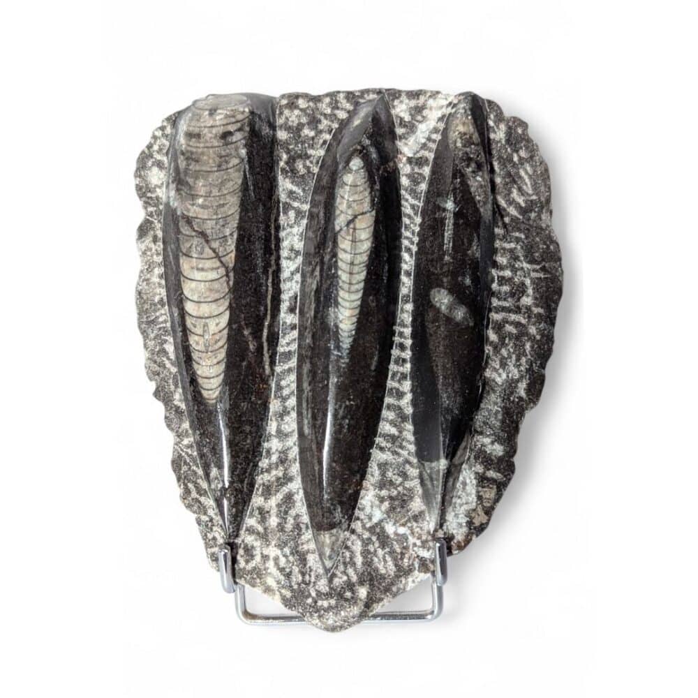 plaque orthocéras 14X11cm