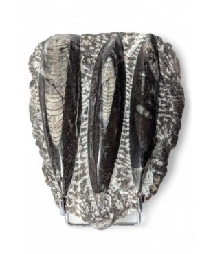 plaque orthocéras 14X11cm