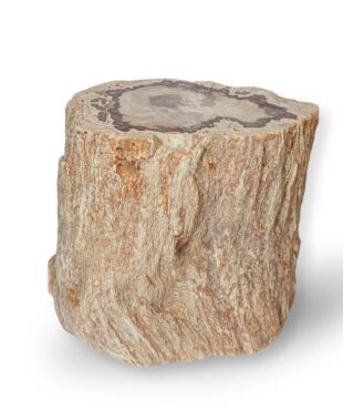 tronc bois fossile 1kg029