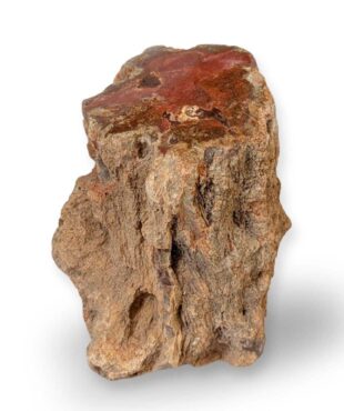 tronc bois fossile 1kg136