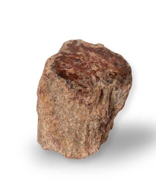 tronc bois fossile 526g (2)