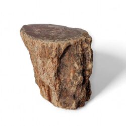 tronc bois fossilisé