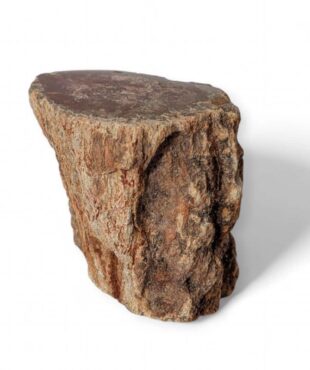 tronc bois fossilisé