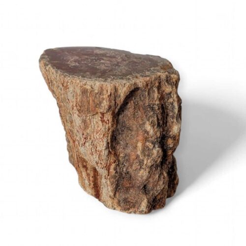 tronc bois fossilisé