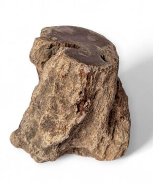 tronc bois fossilisé 809g