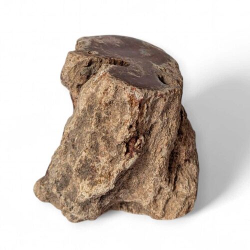 tronc bois fossilisé 809g