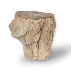 tronc bois fossile 959g