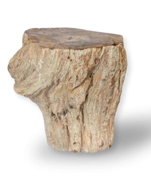 tronc bois fossile 959g
