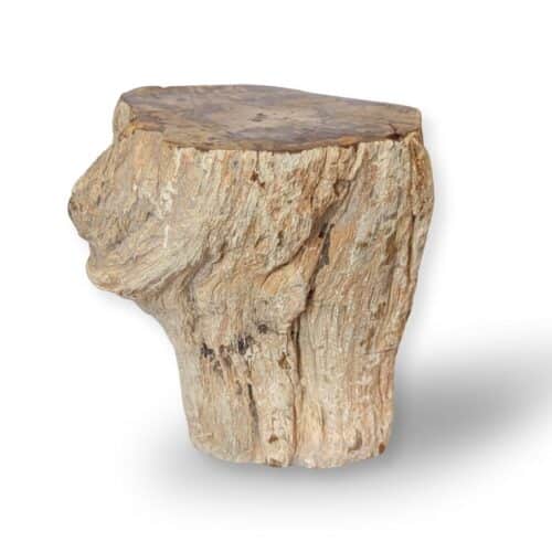 tronc bois fossile 959g