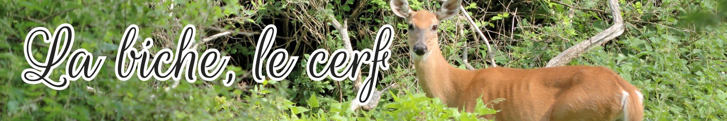 biche cerf animal totem